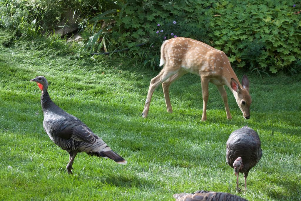 Windborne Bed & Breakfast Castlegar Bagian luar foto