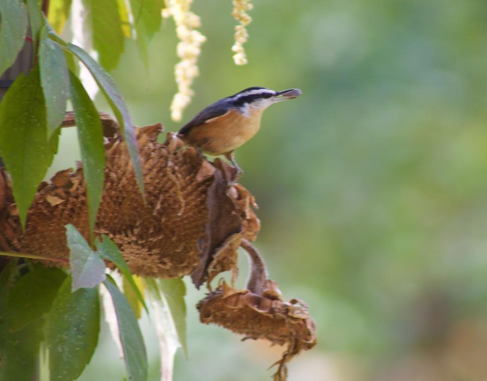 Windborne Bed & Breakfast Castlegar Bagian luar foto